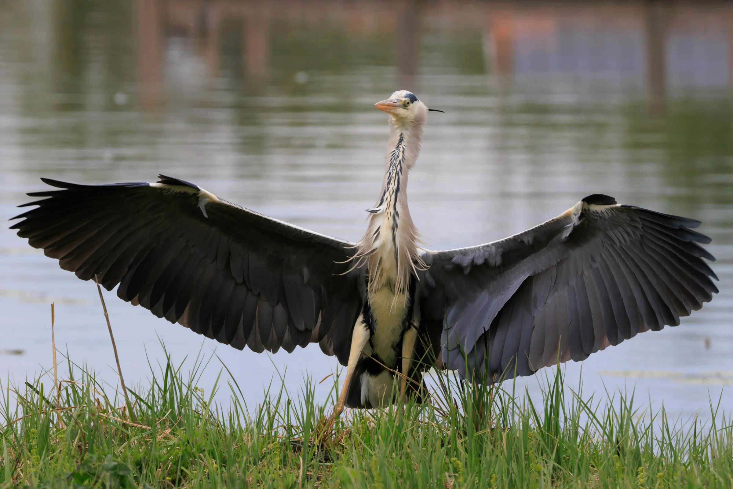 Un héron cendré, ailes déployées au soleil.