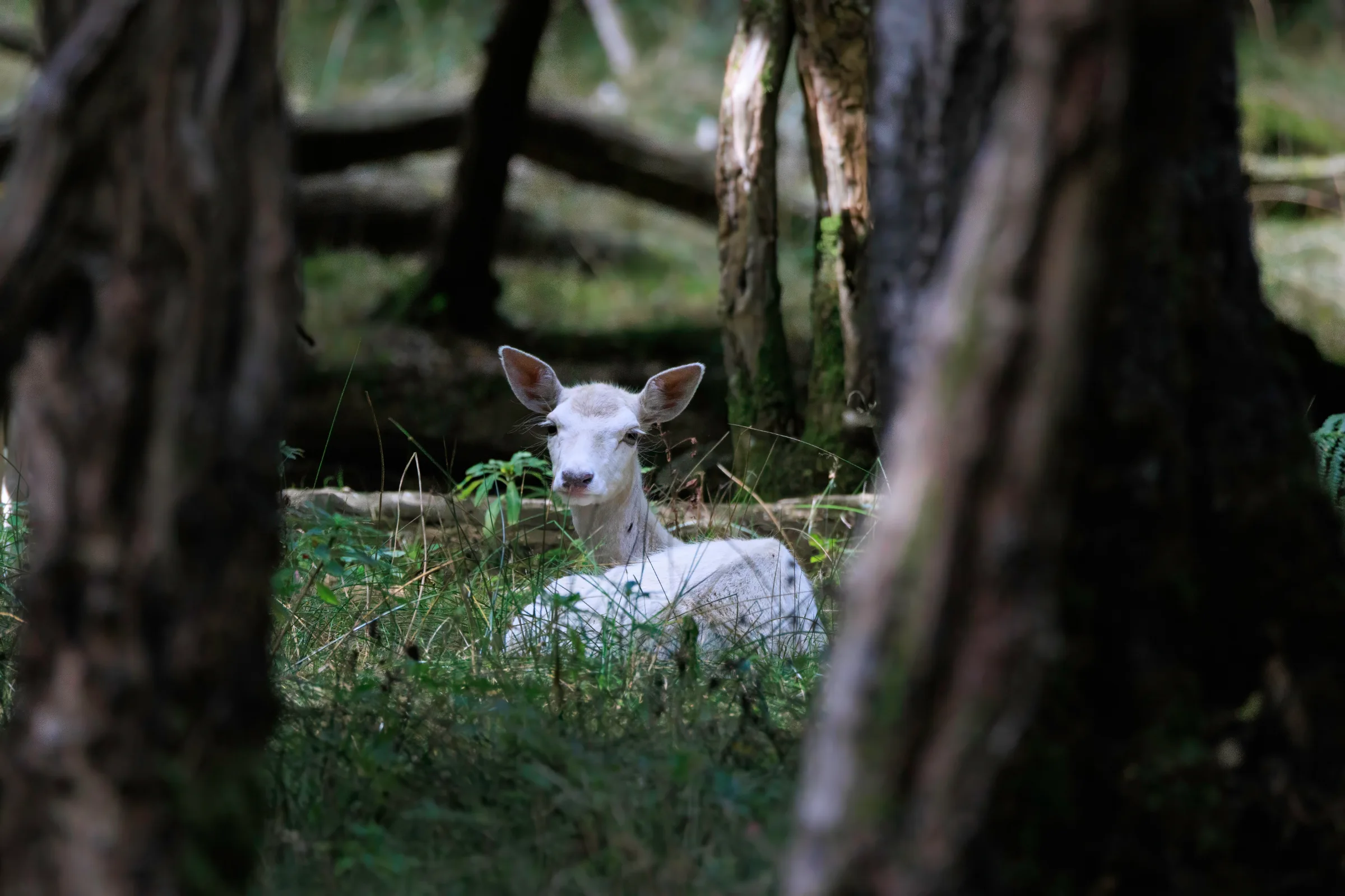 Un daim blanc, presque irréel dans l’ombre du sous-bois.